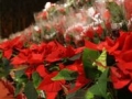 10xmas12