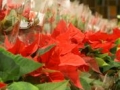11xmas12