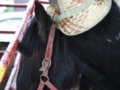 13harvest2011